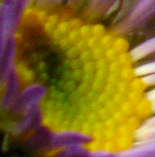 Closeup of flower on Mount Reba along the Tahoe to Yosemite Trail